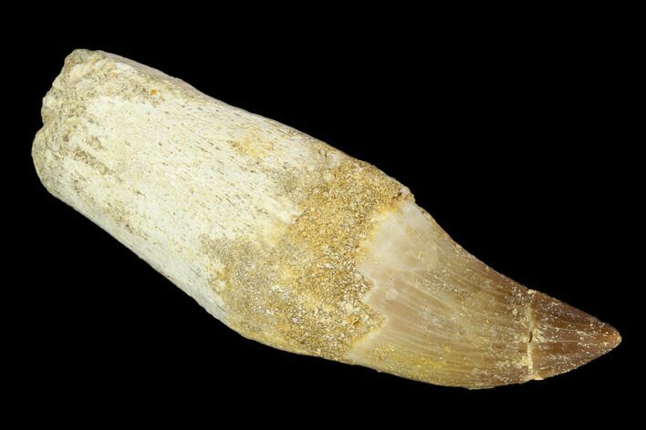 Fossil Rooted Mosasaur (Prognathodon) Tooth - Composite Root #116913